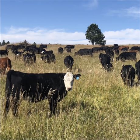 Cattle for Sale in Montana | Connexion Livestock - Bones Brothers Ranch ...