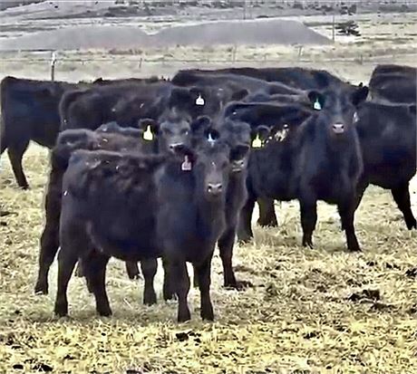 Cattle for Sale in Montana | Connexion Livestock - Warren, MT - Weaned ...