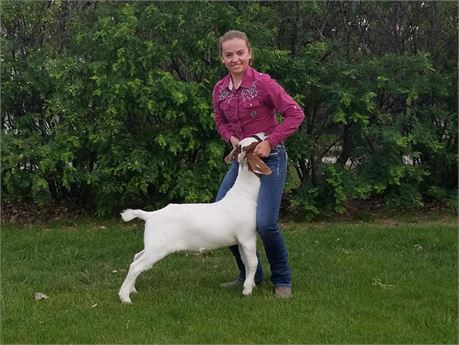 Baylee Herman of Circle S 4-H Club