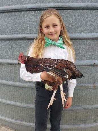 Rylee Jean Lammiman of Rock Creek Ranchers