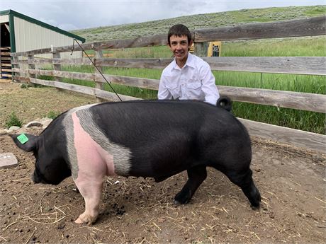 Aiden Hill of Red Lodge FFA