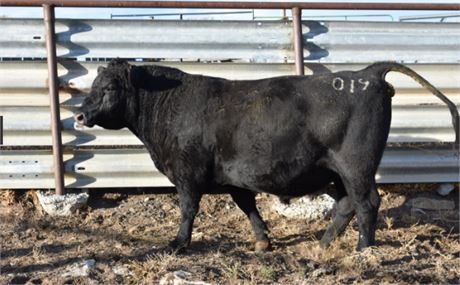 AAR Real McCoy 019