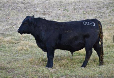 AAR Elevation 0023 - PROVEN