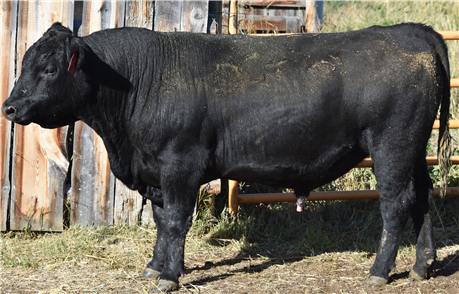 AAR Black Cedar 1106