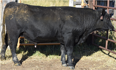 Cardwell, MT - Two Year Old Angus Bull