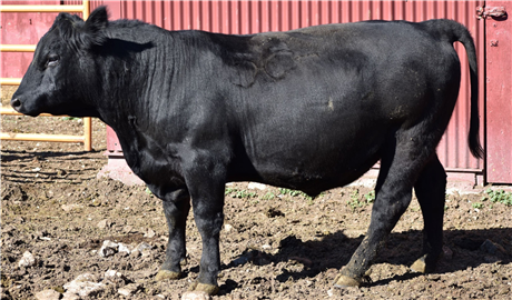 Cardwell, MT - Two Year Old Angus Bull