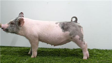 Cattle Marketing | Connexion Livestock | USA - Rusty Show Pigs : 5~7 ...