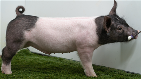 Cattle Marketing | Connexion Livestock | USA - Rusty Show Pigs : 2~1 ...