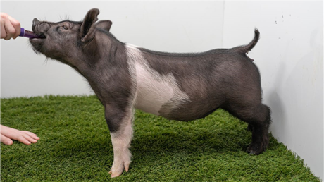 Cattle Marketing | Connexion Livestock | USA - Rusty Show Pigs : 2~8 : Gilt