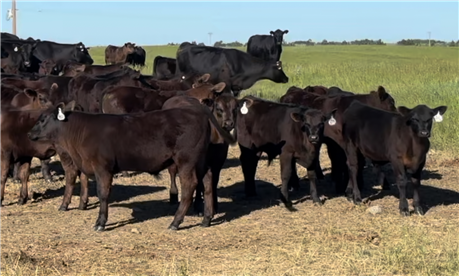 Steer Calves for Sale at Powers Lake, ND | Cattle for Sale | Current ...