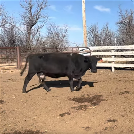 Short Term Cows For Sale at Whitewater, MT
