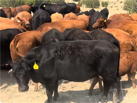 Black Angus 2 YO Bred Cows for Sale from Pueblo, Colorado