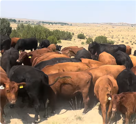 Red Angus 2 YO Bred Cows for Sale from Pueblo, Colorado