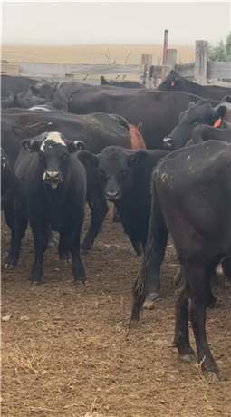 Angus Cross Heifer Calves for Sale at Lemmon, SD