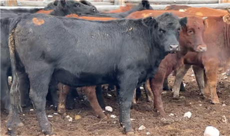 Beefmaster Bred Heifers For Sale at Grant, MT