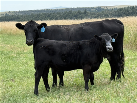 Sim Angus Replacement Heifers at Raynesford, Montana