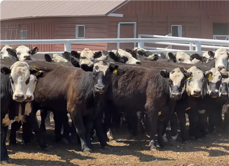 GAP Certified Weaned Heifers for Sale at Dillon, Montana