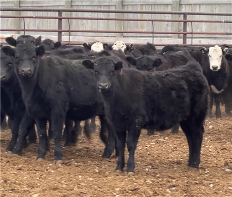 GAP Certified Weaned Heifers for Sale at Dillon, Montana