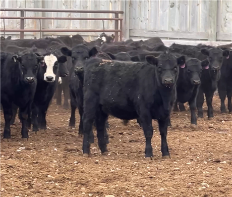 GAP Certified Weaned Heifers for Sale at Dillon, Montana