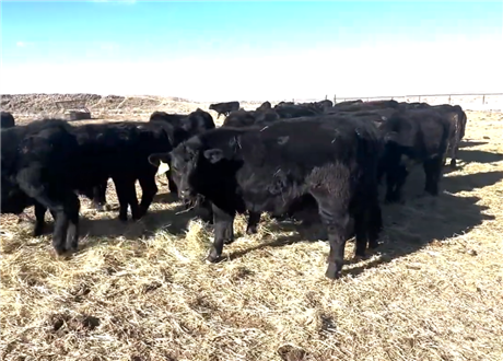 Black SimAngus Steer Calves for Sale at Upton, Wyoming