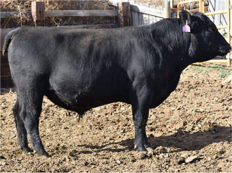 AAR 802 Renegade 444