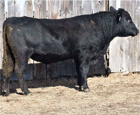 AAR 244 Black Eagle 440