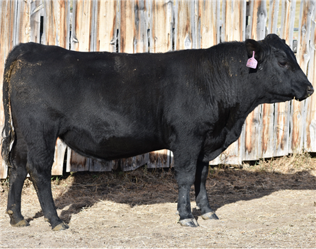 AAR 7128 Payweight 445