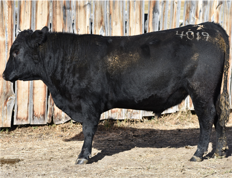 AAR 7128 Payweight 4019