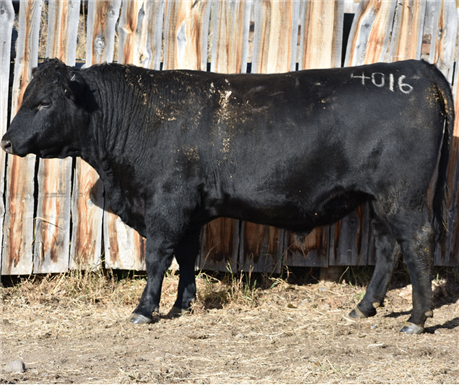 AAR 7128 Payweight 4016