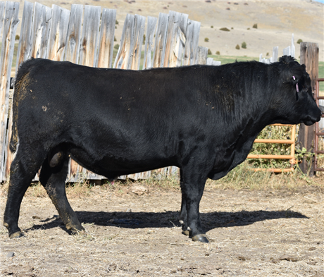 AAR 244 Black Eagle 447