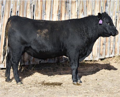 AAR 7128 Payweight 4020