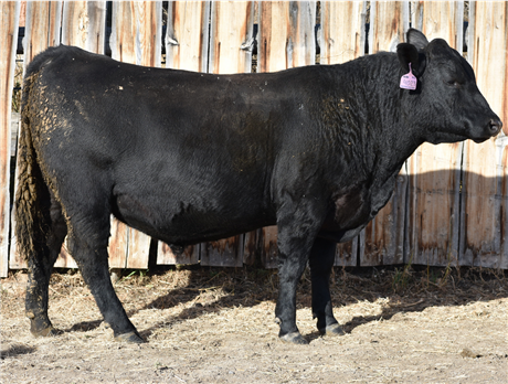 AAR 912 Renegade 4023