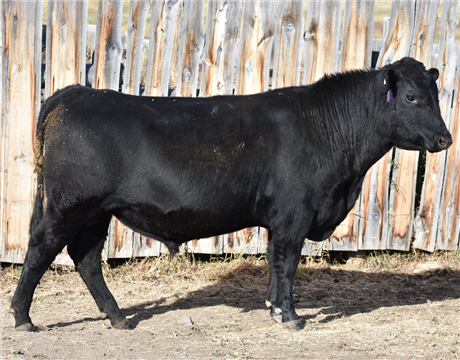 AAR 205 Elevation 429