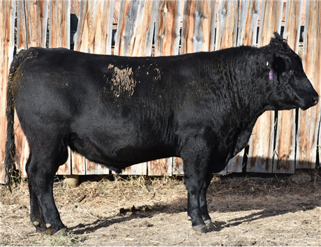 AAR 1008 Capitalist 4009