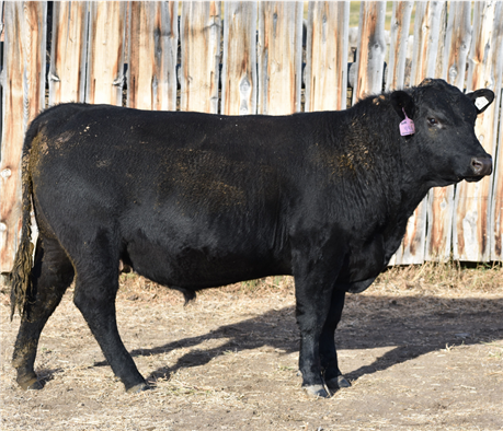 AAR 205 Elevation 446