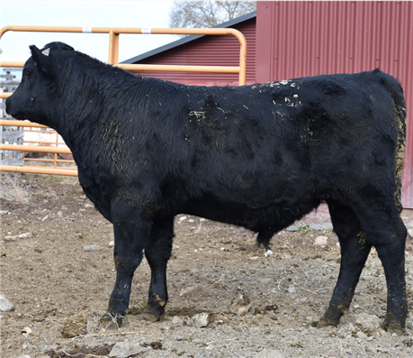 AAR Black Eagle 5009