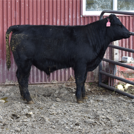 AAR 3043 Stellar 5102