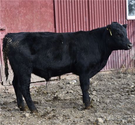 AAR 326 Renegade 512