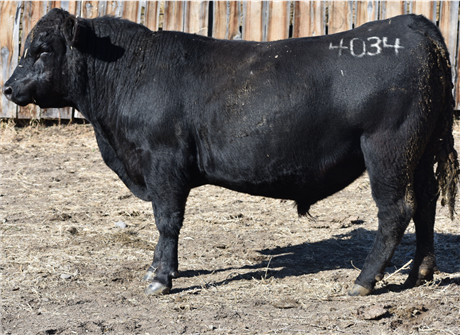 AAR 912 Renegade 4034