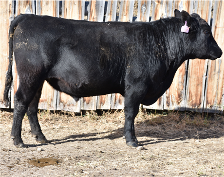 AAR 2015 Capitalist 4035