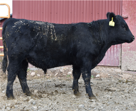 AAR 332 Renegade 5047