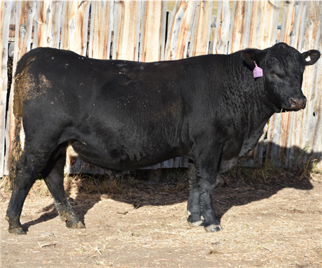 AAR 912 Renegade 4028