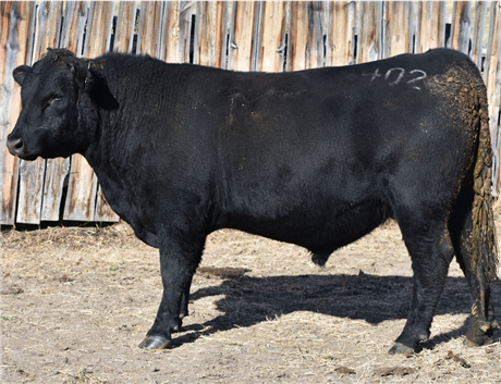 AAR 912 Renegade 4029