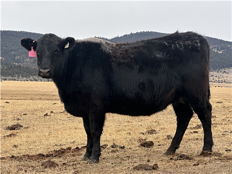 Black Angus Bred Heifers For Sale at Cardwell, Montana