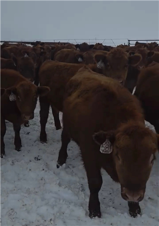 Red Angus Steers For Sale at New Salem, North Dakota