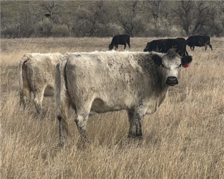 Solid Mouth Bred Cows for Sale at Hardin, Montana