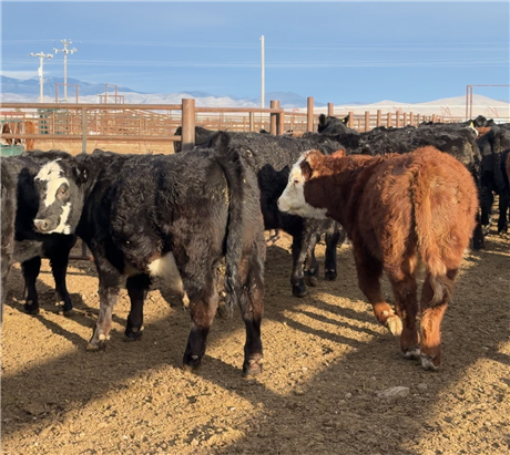 Feeder Steers for sale at Three Forks, Montana