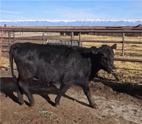 Angus Bred Heifers - Center, Colorado