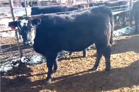 AngusX Bred Heifers - Center, Colorado